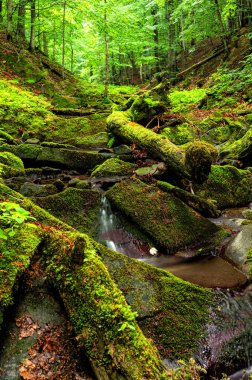 Dağlardaki orman deresi. Bieszczady Ulusal Parkı, Karpatlar, Polonya.