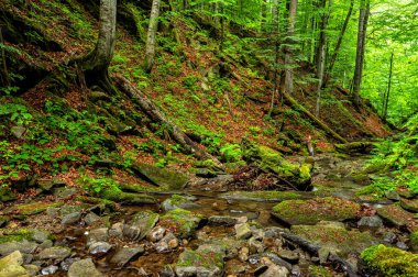 Dağlardaki orman deresi. Bieszczady Ulusal Parkı, Karpatlar, Polonya.