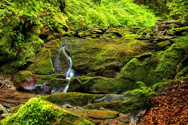 Erdei Patak Hegyekben Bieszczady Nemzeti Park Kárpátok Lengyelország — Stock Fotó