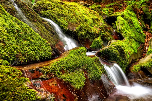 Erdei Patak Hegyekben Bieszczady Nemzeti Park Kárpátok Lengyelország — Stock Fotó