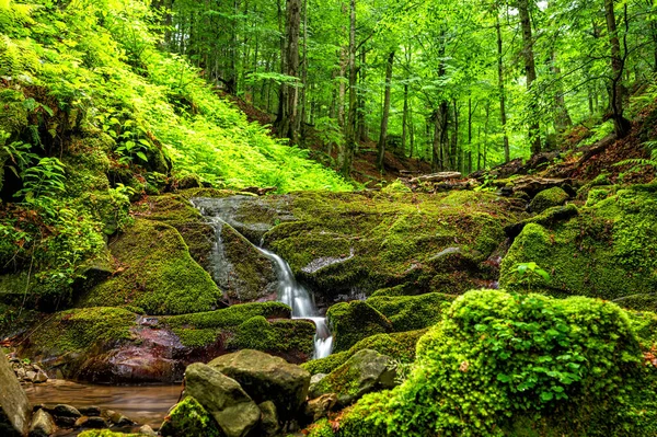 Aliran Hutan Pegunungan Taman Nasional Bieszczady Carpathians Polandia — Stok Foto