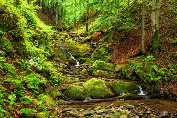 Dağlardaki Orman Deresi Bieszczady Ulusal Parkı Karpatlar Polonya — Stok fotoğraf