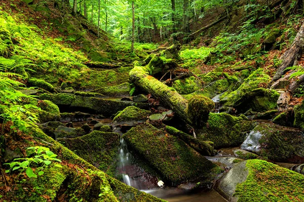 Strumień Leśny Górach Bieszczadski Park Narodowy Karpaty Polska — Zdjęcie stockowe