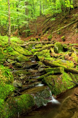 Dağlardaki orman deresi. Bieszczady Ulusal Parkı, Karpatlar, Polonya.