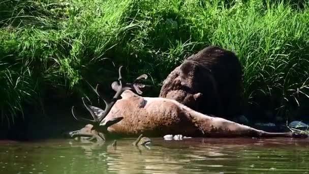 Коричневый Медведь Ursus Arctos Поедающий Охоту Красного Оленя Cervus Elaphus — стоковое видео