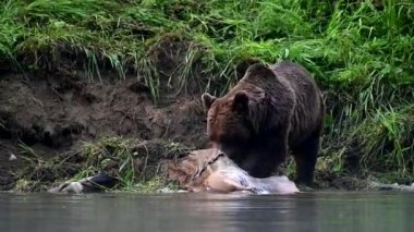 Avlanan bir Kızıl Geyik (Cervus elaphus) yiyen Boz Ayı (Ursus arctos). Bieszczady, Karpatlar, Polonya.