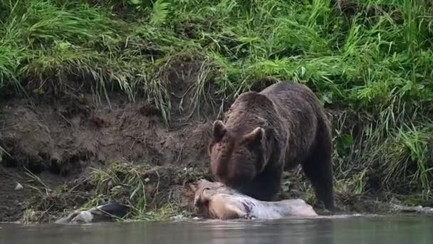 Brown Bear Ursus Arctos Eating Hunted Red Deer Cervus Elaphus — Vídeo de Stock