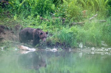 A Brown Bear (Ursus arctos) eating a hunted Red Deer (Cervus elaphus). Bieszczady, Carpathians, Poland.