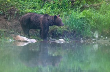 A Brown Bear (Ursus arctos) eating a hunted Red Deer (Cervus elaphus). Bieszczady, Carpathians, Poland.