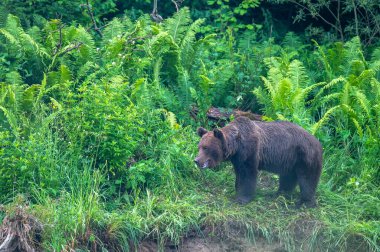 Kahverengi Ayı (Ursus arctos). Bieszczady, Karpatlar, Polonya.