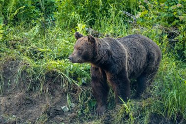 Brown Bear (Ursus arctos). Bieszczady, Carpathians, Poland.