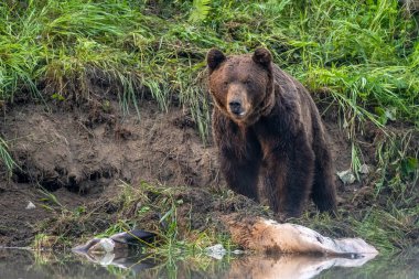 A Brown Bear (Ursus arctos) eating a hunted Red Deer (Cervus elaphus). Bieszczady, Carpathians, Poland.
