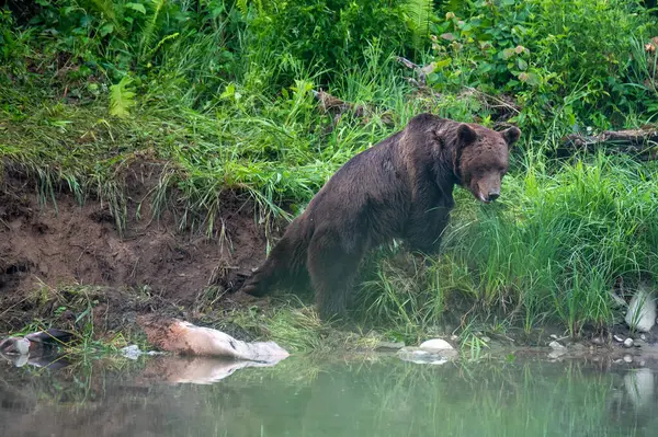 Коричневый Медведь Ursus Arctos Поедающий Охоту Красного Оленя Cervus Elaphus — стоковое фото