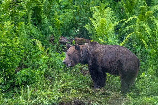 Brown Bear Ursus Arctos Bieszczady Carpathians Poland — Stock fotografie