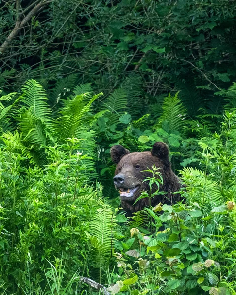 Brown Bear Ursus Arctos Bieszczady Carpathians Poland — 스톡 사진