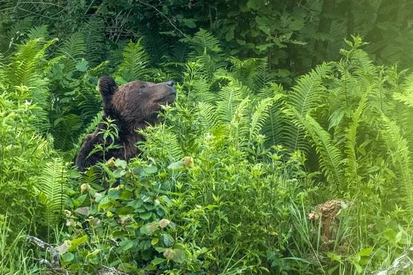 Brown Bear Ursus Arctos Bieszczady Carpathians Poland — Stockfoto