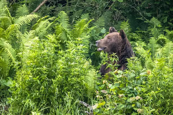 Brown Bear Ursus Arctos Bieszczady Carpathians Poland — Stockfoto