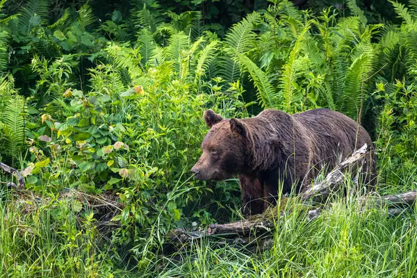 Brown Bear Ursus Arctos Bieszczady Carpathians Poland — Foto Stock