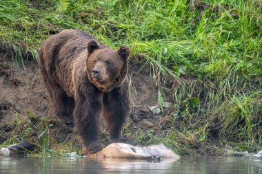 A Brown Bear (Ursus arctos) eating a hunted Red Deer (Cervus elaphus). Bieszczady, Carpathians, Poland.