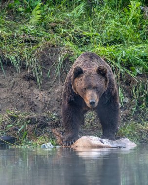 A Brown Bear (Ursus arctos) eating a hunted Red Deer (Cervus elaphus). Bieszczady, Carpathians, Poland.