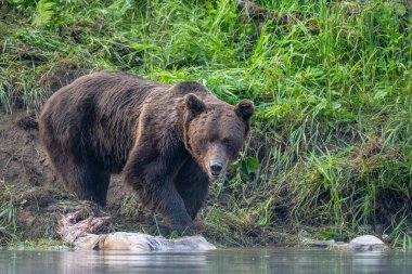 A Brown Bear (Ursus arctos) eating a hunted Red Deer (Cervus elaphus). Bieszczady, Carpathians, Poland.