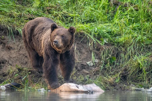 Μια Καφέ Αρκούδα Ursus Arctos Τρώει Ένα Κυνηγημένο Κόκκινο Ελάφι — Φωτογραφία Αρχείου
