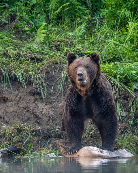 Brown Bear Ursus Arctos Eating Hunted Red Deer Cervus Elaphus — Stock fotografie