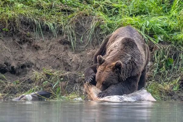 Medvěd Hnědý Ursus Arctos Žere Loveného Jelena Cervus Elaphus Bieszczady — Stock fotografie