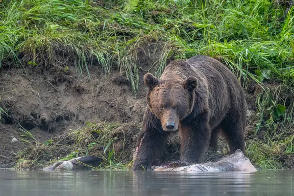 Medvěd Hnědý Ursus Arctos Žere Loveného Jelena Cervus Elaphus Bieszczady — Stock fotografie