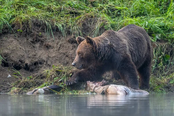 Medvěd Hnědý Ursus Arctos Žere Loveného Jelena Cervus Elaphus Bieszczady — Stock fotografie