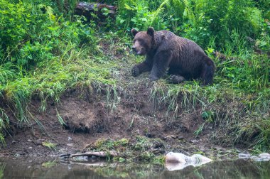 Brown Bear (Ursus arctos). Bieszczady, Carpathians, Poland.