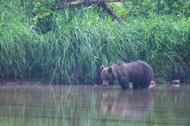 Brown Bear (Ursus arctos). Bieszczady, Carpathians, Poland.