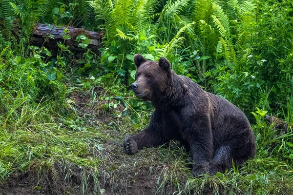 Brown Bear Ursus Arctos Bieszczady Carpathians Poland — Foto Stock