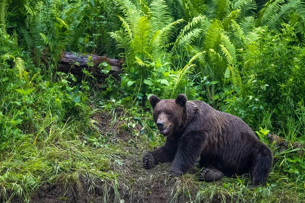 Бурый Медведь Ursus Arctos Бещады Карпаты Польша — стоковое фото