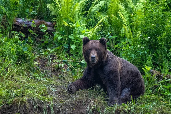 Brown Bear Ursus Arctos Bieszczady Carpathians Poland — Stock Fotó