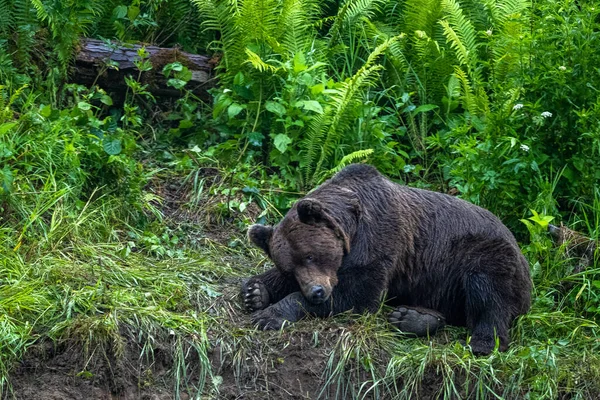 Brown Bear Ursus Arctos Bieszczady Carpathians Poland — Fotografia de Stock