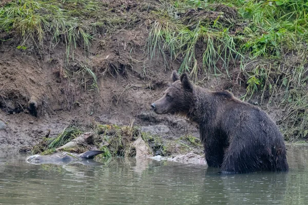 Коричневый Медведь Ursus Arctos Останках Убитого Оленя Бещады Карпаты Польша — стоковое фото