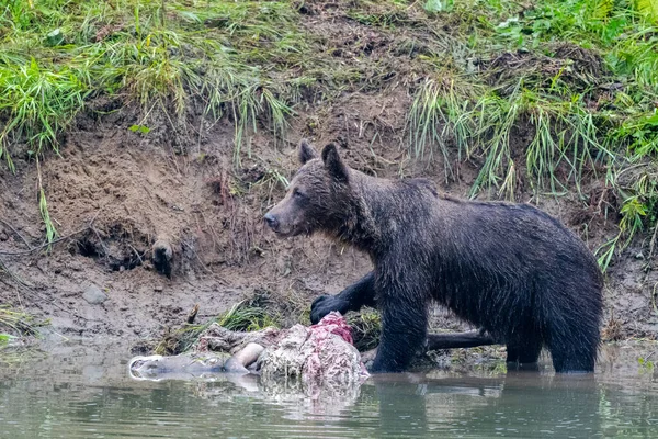 Medvěd Hnědý Ursus Arctos Ostatků Zabitého Jelena Bieszczady Karpaty Polsko — Stock fotografie