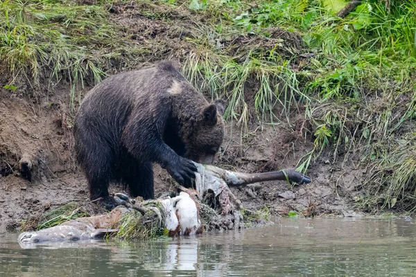 Medvěd Hnědý Ursus Arctos Ostatků Zabitého Jelena Bieszczady Karpaty Polsko — Stock fotografie