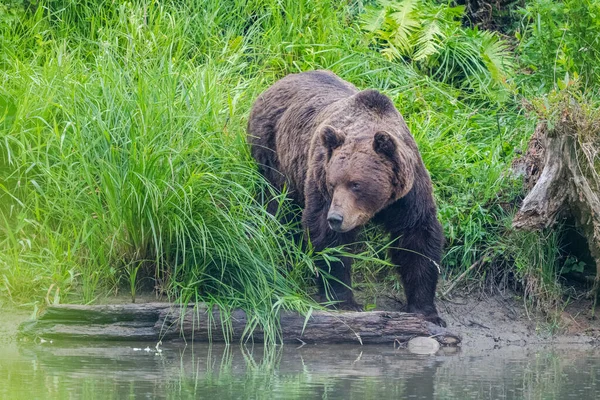 Medvěd Hnědý Ursus Arctos Bieszczady Karpaty Polsko — Stock fotografie