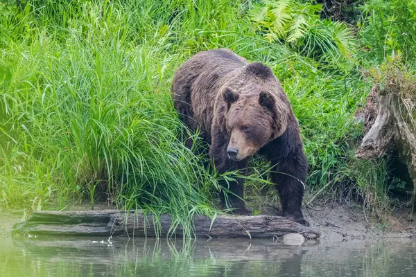 Kahverengi Ayı Ursus Arctos Bieszczady Karpatlar Polonya — Stok fotoğraf