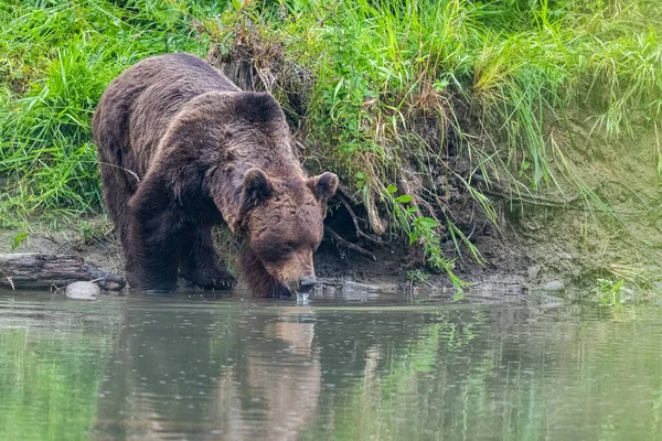 Medvěd Hnědý Ursus Arctos Bieszczady Karpaty Polsko — Stock fotografie