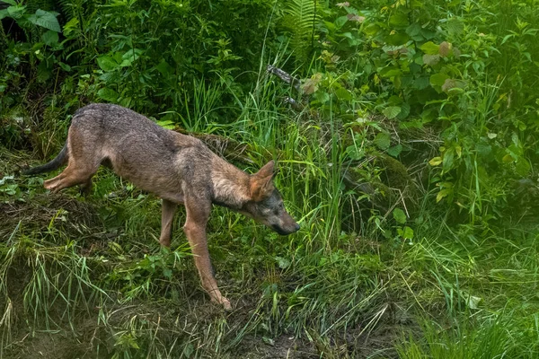 Gray Wolf Canis Lupus Bieszczady Mountains Carpathians Poland — Stockfoto