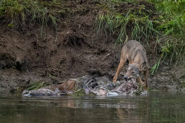 Gray Wolf Canis Lupus Remains Killed Deer Bieszczady Carpathians Poland — Stock fotografie
