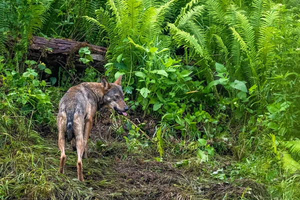 Lobo Cinzento Canis Lupus Bieszczady Mountains Cárpatos Polónia — Fotografia de Stock