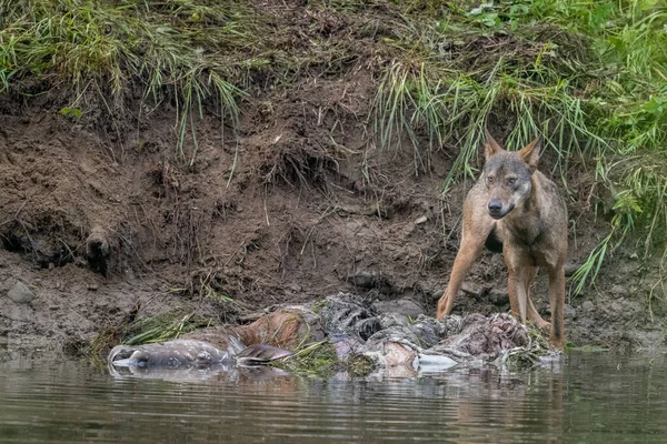 Gray Wolf Canis Lupus Remains Killed Deer Bieszczady Carpathians Poland — Stock fotografie