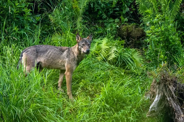 Gray Wolf Canis Lupus Bieszczady Mountains Carpathians Poland — Fotografia de Stock
