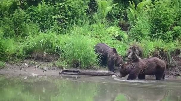 먹이를 차지하는 Brown Bear Ursus Arctos Bieszczdice Carpathians Poland — 비디오