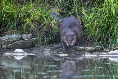 Avrasya kunduzu (Castor lifi), Karpatlar, Bieszczady, Polonya.