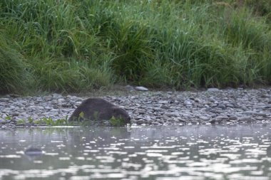 Avrasya kunduzu (Castor lifi), Karpatlar, Bieszczady, Polonya.